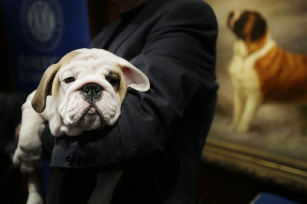 Most popular dog breeds of 2012